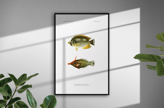 Chevron Butterflyfish and Orange-Spotted Filefish | 1902–1903