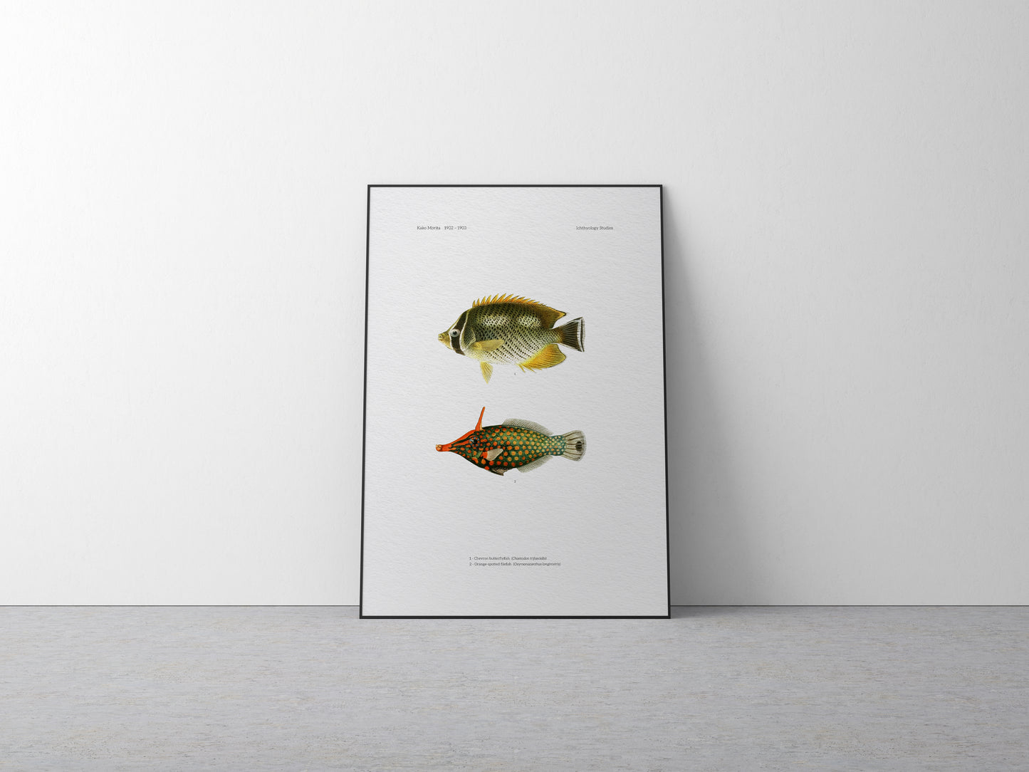 Chevron Butterflyfish and Orange-Spotted Filefish | 1902–1903