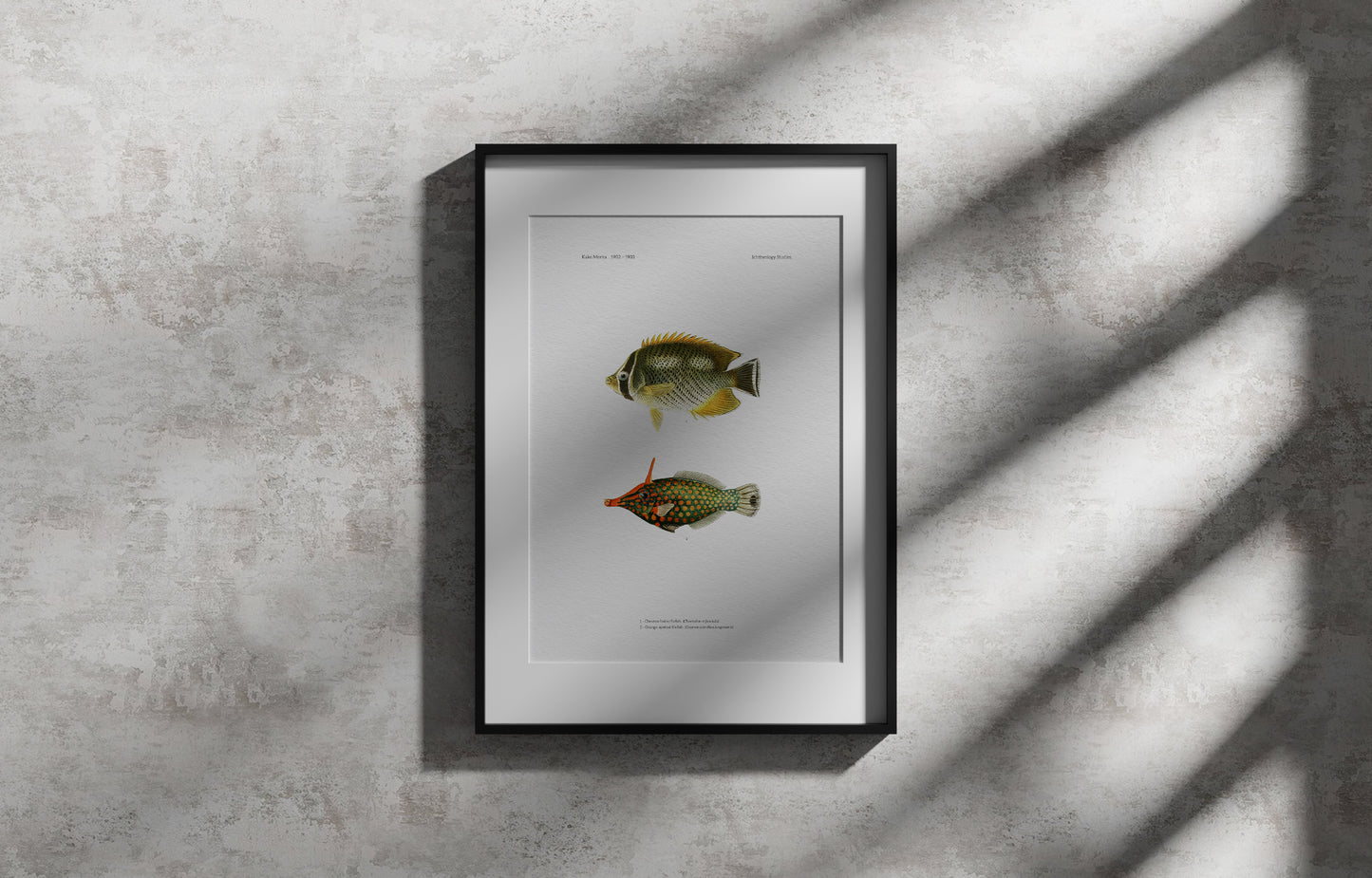 Chevron Butterflyfish and Orange-Spotted Filefish | 1902–1903