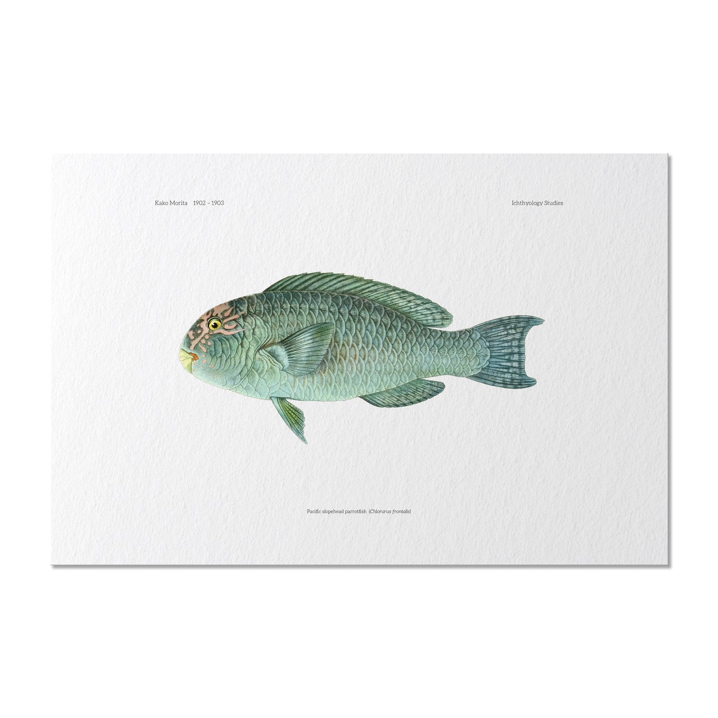 Pacific Slopehead Parrotfish | 1902–1903