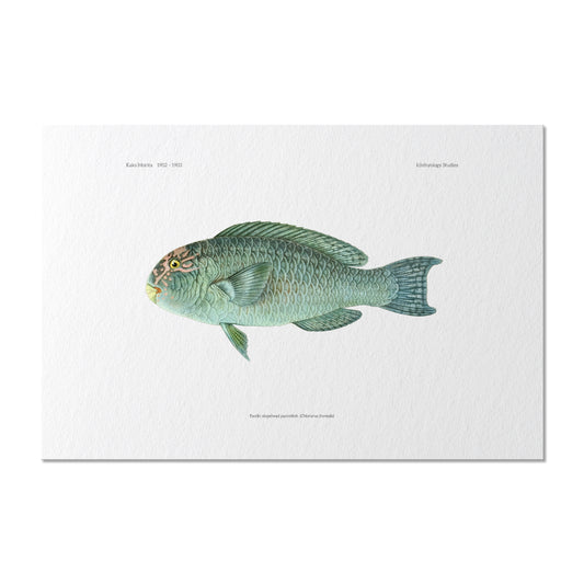 Pacific Slopehead Parrotfish | 1902–1903
