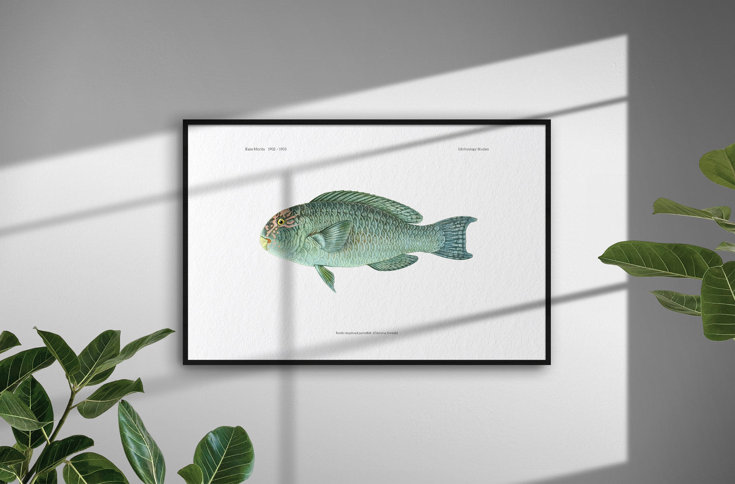 Pacific Slopehead Parrotfish | 1902–1903