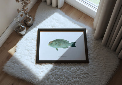 Pacific Slopehead Parrotfish | 1902–1903