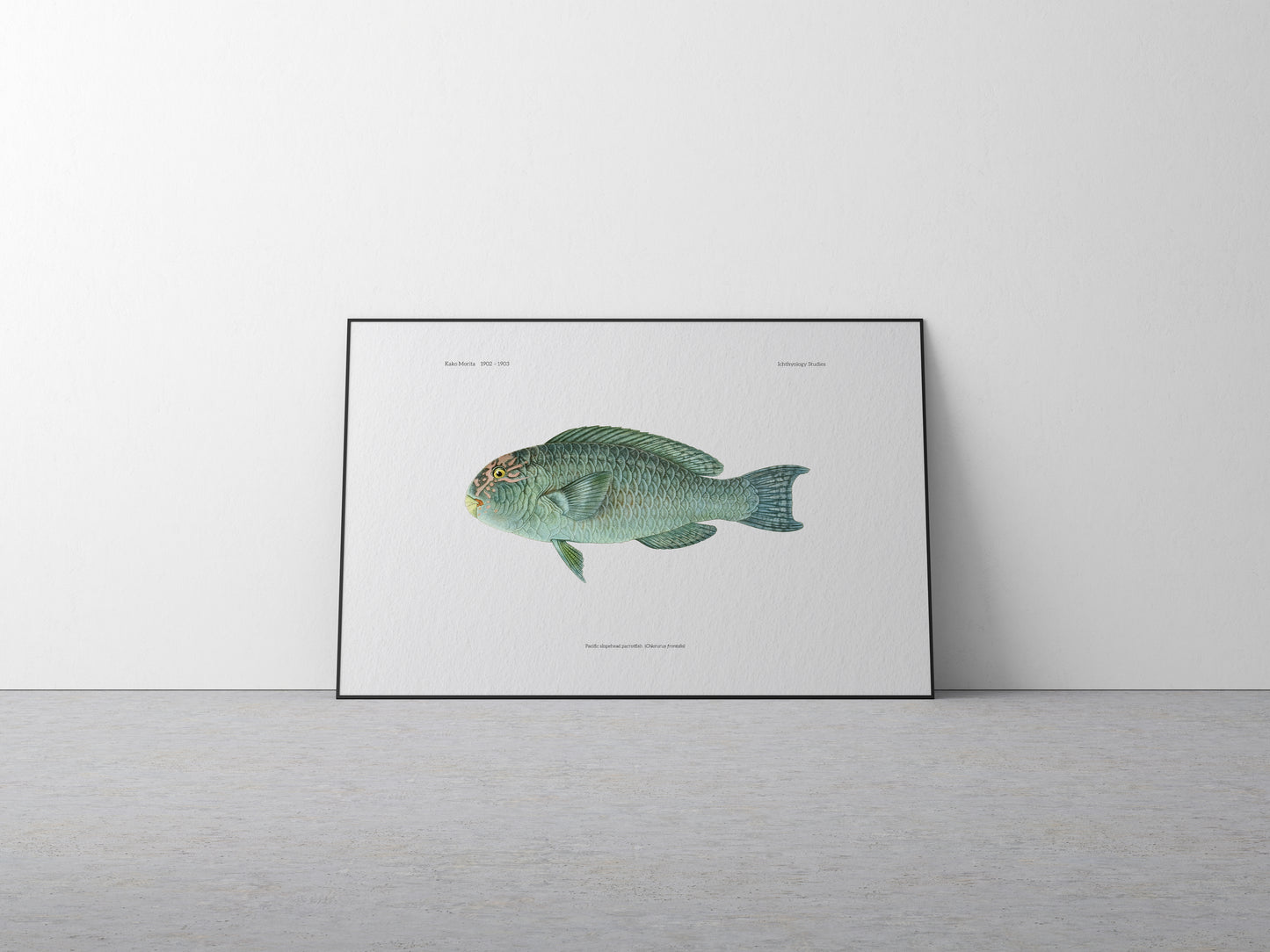 Pacific Slopehead Parrotfish | 1902–1903