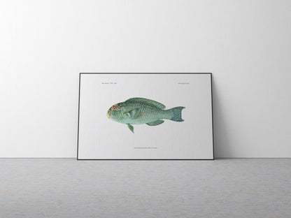Pacific Slopehead Parrotfish | 1902–1903