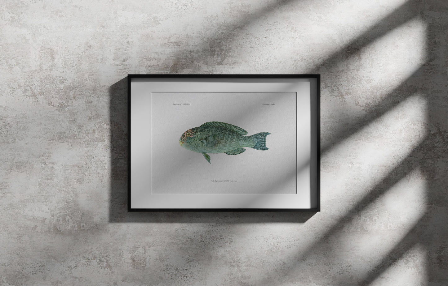 Pacific Slopehead Parrotfish | 1902–1903