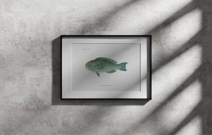 Pacific Slopehead Parrotfish | 1902–1903