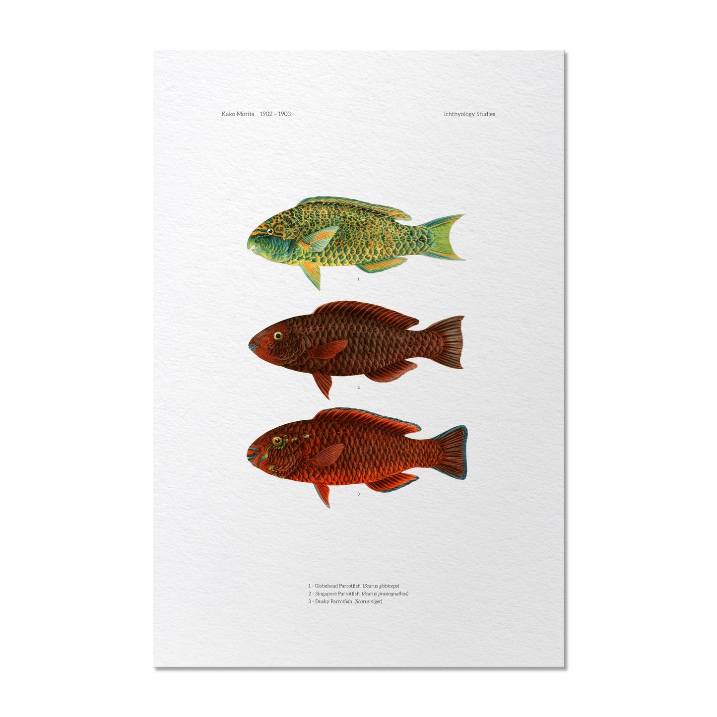Globehead Parrotfish, Singapore Parrotfish and Dusky Parrotfish | 1902–1903