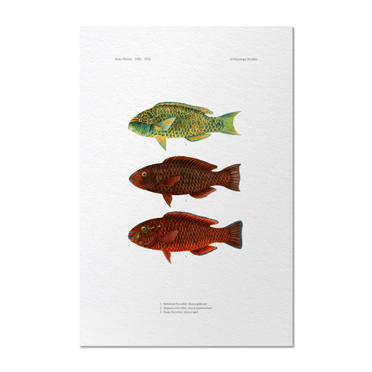 Globehead Parrotfish, Singapore Parrotfish and Dusky Parrotfish | 1902–1903