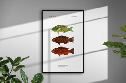 Globehead Parrotfish, Singapore Parrotfish and Dusky Parrotfish | 1902–1903