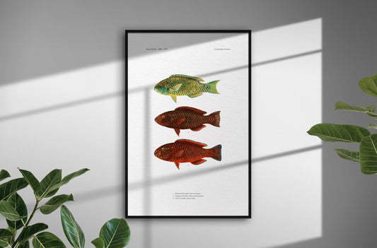 Globehead Parrotfish, Singapore Parrotfish and Dusky Parrotfish | 1902–1903