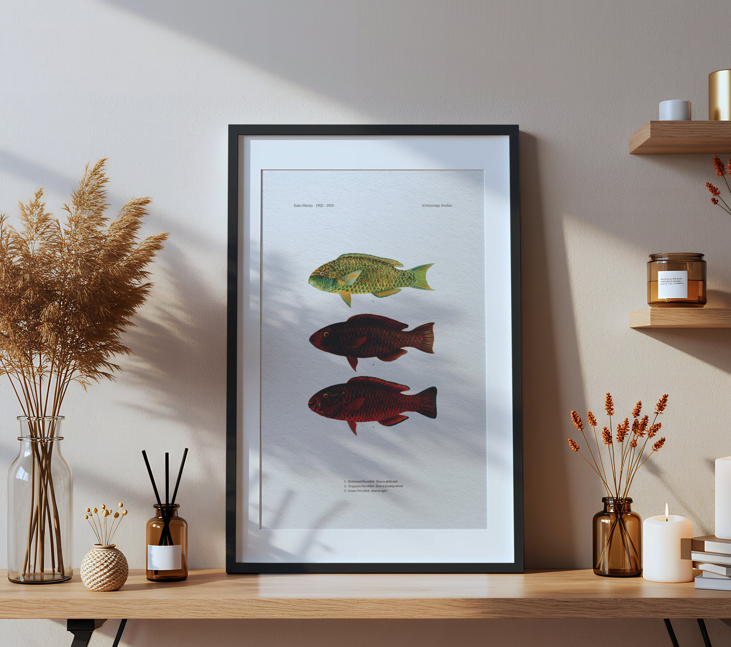 Globehead Parrotfish, Singapore Parrotfish and Dusky Parrotfish | 1902–1903