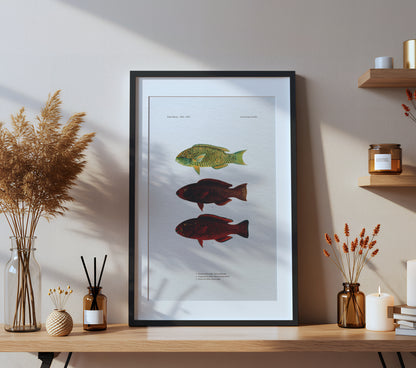 Globehead Parrotfish, Singapore Parrotfish and Dusky Parrotfish | 1902–1903