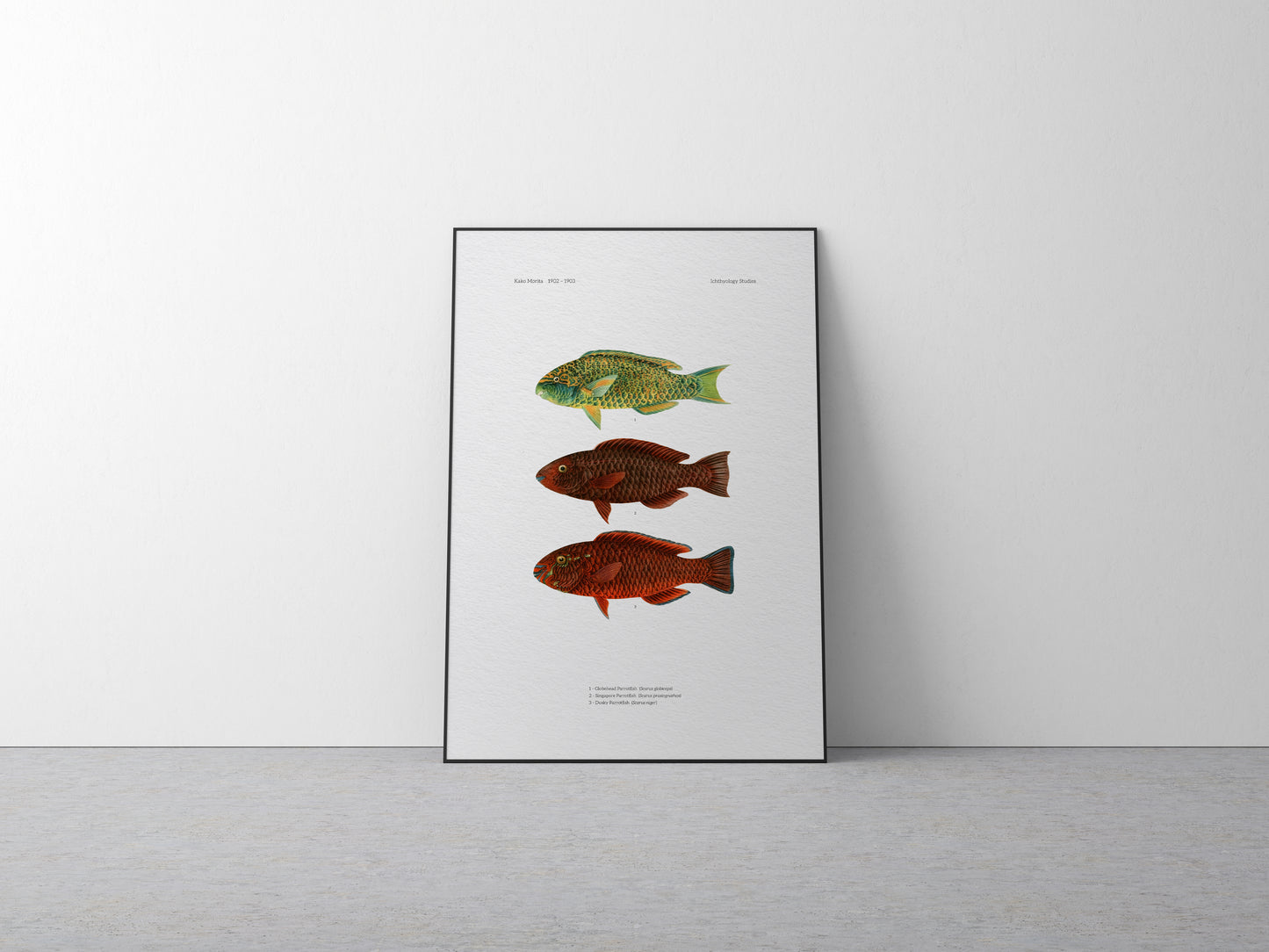 Globehead Parrotfish, Singapore Parrotfish and Dusky Parrotfish | 1902–1903