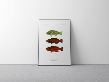 Globehead Parrotfish, Singapore Parrotfish and Dusky Parrotfish | 1902–1903