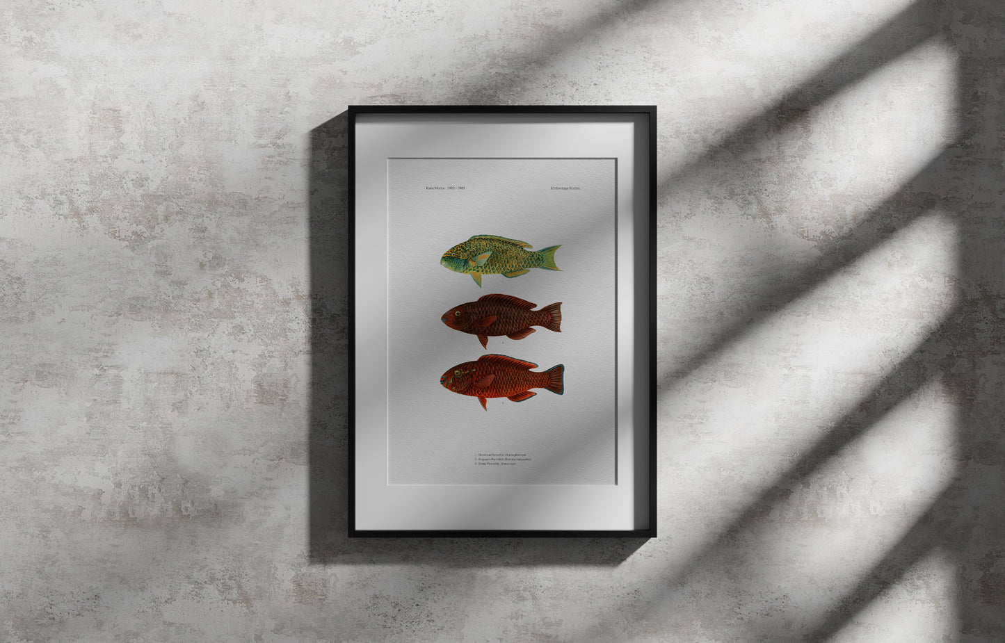 Globehead Parrotfish, Singapore Parrotfish and Dusky Parrotfish | 1902–1903