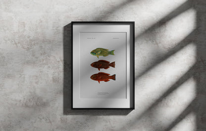 Globehead Parrotfish, Singapore Parrotfish and Dusky Parrotfish | 1902–1903