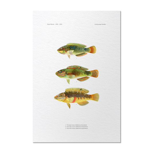 Threespot Wrasse and Pink-Belly Wrasse | 1902–1903
