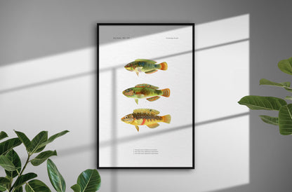 Threespot Wrasse and Pink-Belly Wrasse | 1902–1903