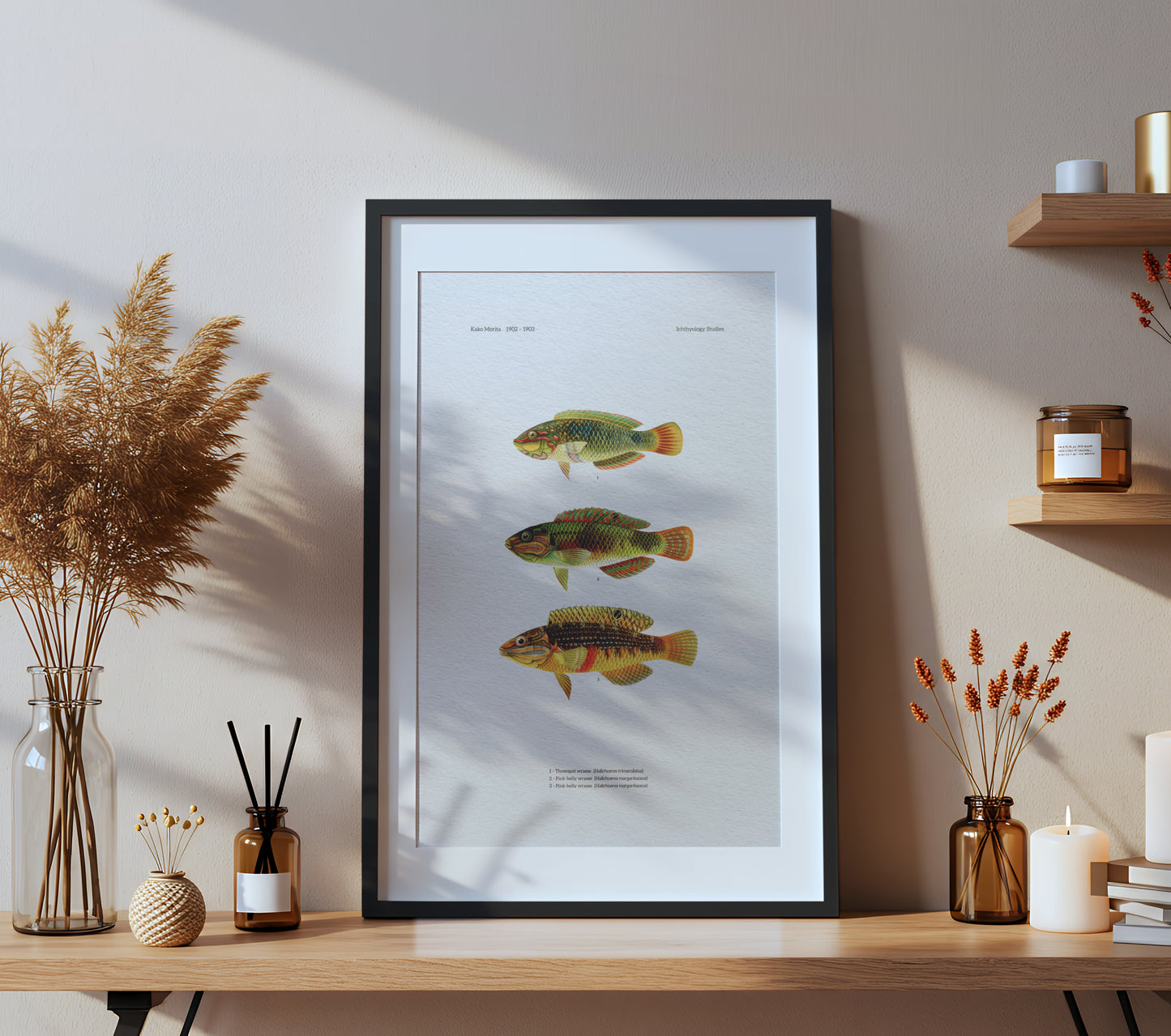 Threespot Wrasse and Pink-Belly Wrasse | 1902–1903