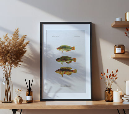 Threespot Wrasse and Pink-Belly Wrasse | 1902–1903