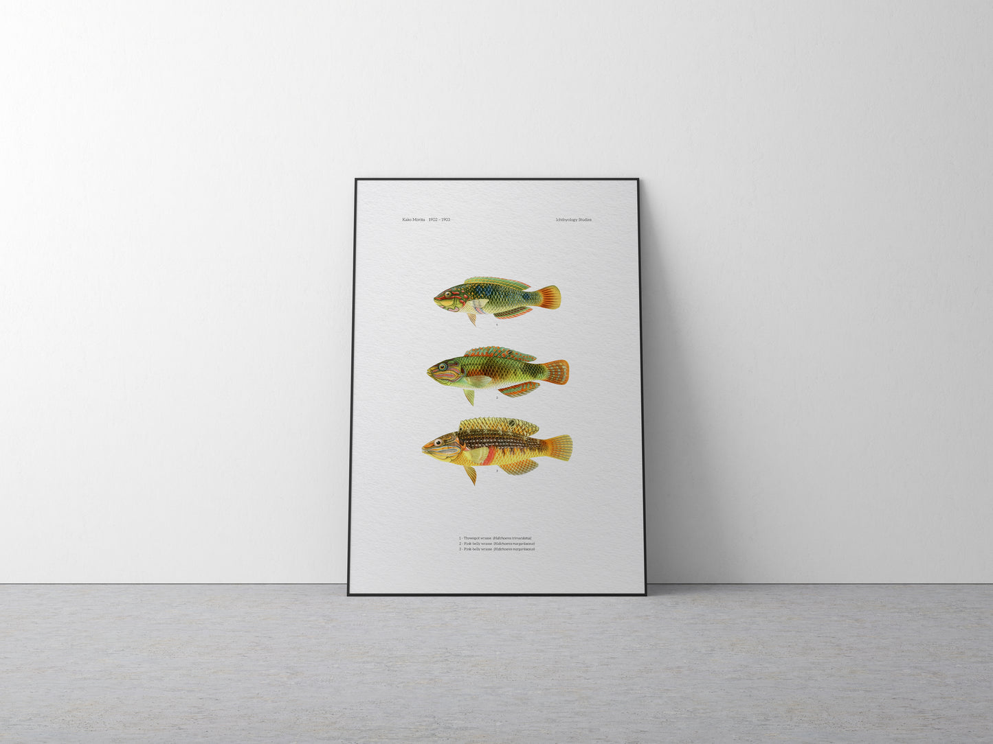 Threespot Wrasse and Pink-Belly Wrasse | 1902–1903