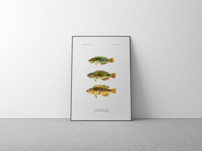 Threespot Wrasse and Pink-Belly Wrasse | 1902–1903