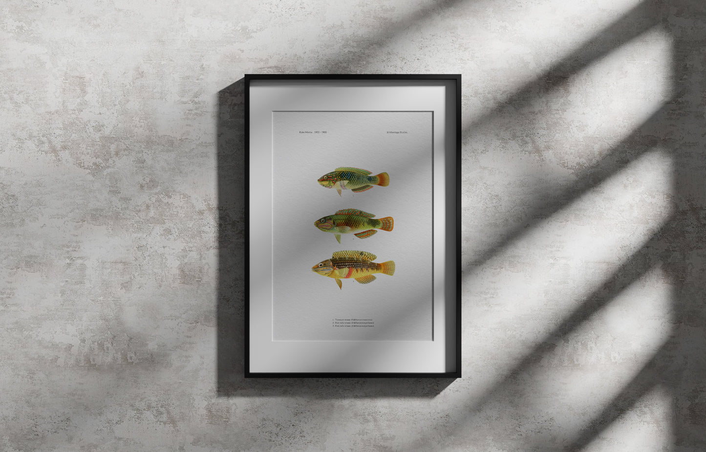 Threespot Wrasse and Pink-Belly Wrasse | 1902–1903