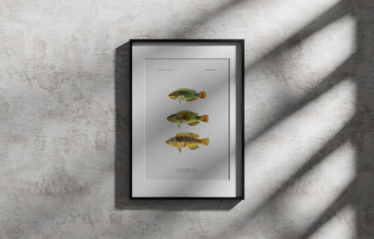 Threespot Wrasse and Pink-Belly Wrasse | 1902–1903