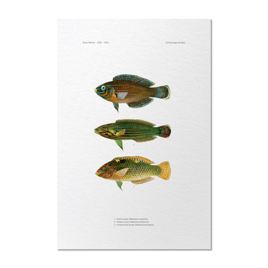 Dusky Wrasse, Tailspot Wrasse and Checkerboard Wrasse | 1902–1903