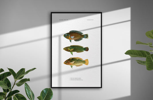 Dusky Wrasse, Tailspot Wrasse and Checkerboard Wrasse | 1902–1903