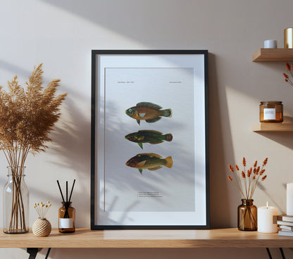 Dusky Wrasse, Tailspot Wrasse and Checkerboard Wrasse | 1902–1903