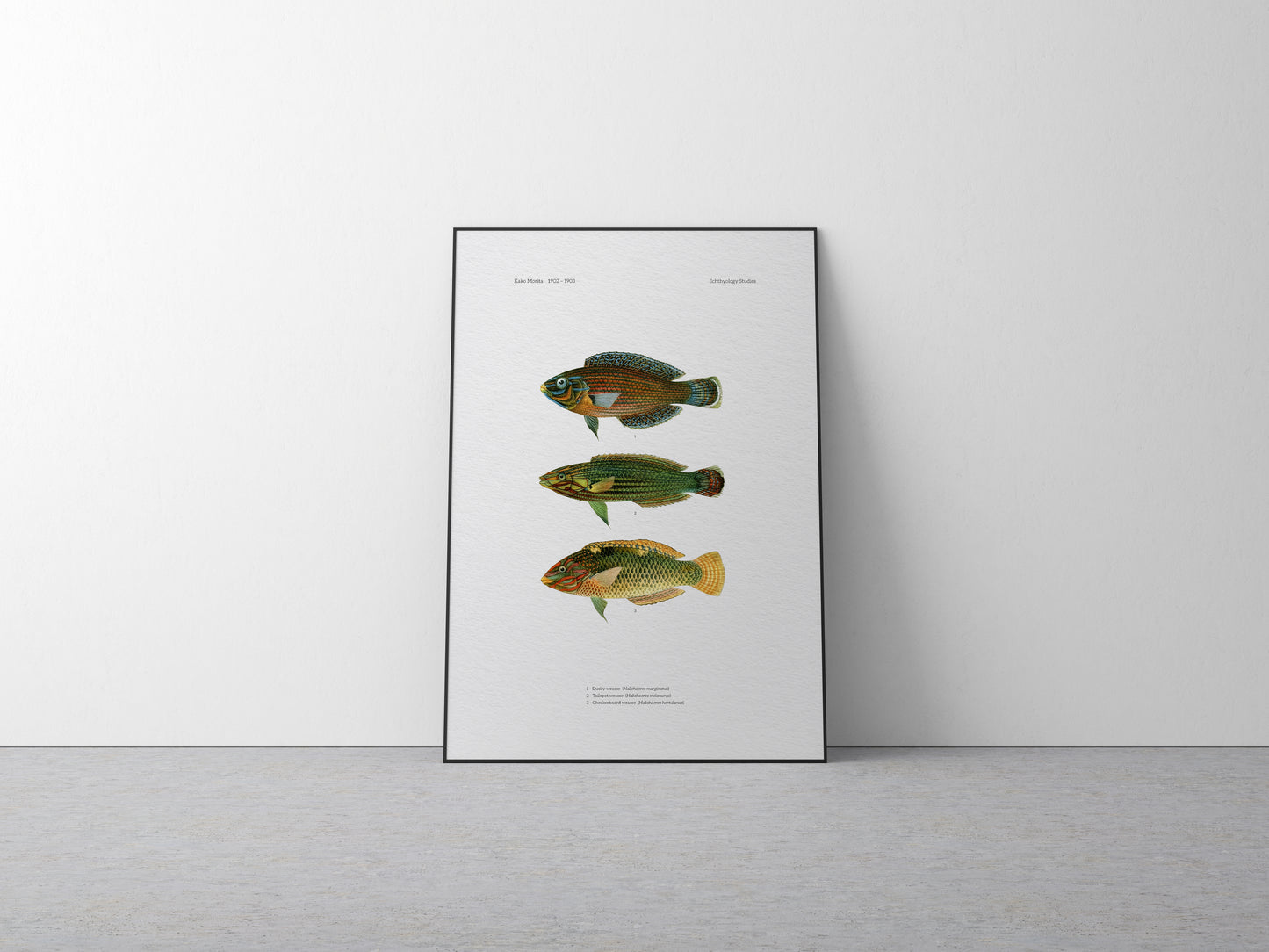 Dusky Wrasse, Tailspot Wrasse and Checkerboard Wrasse | 1902–1903