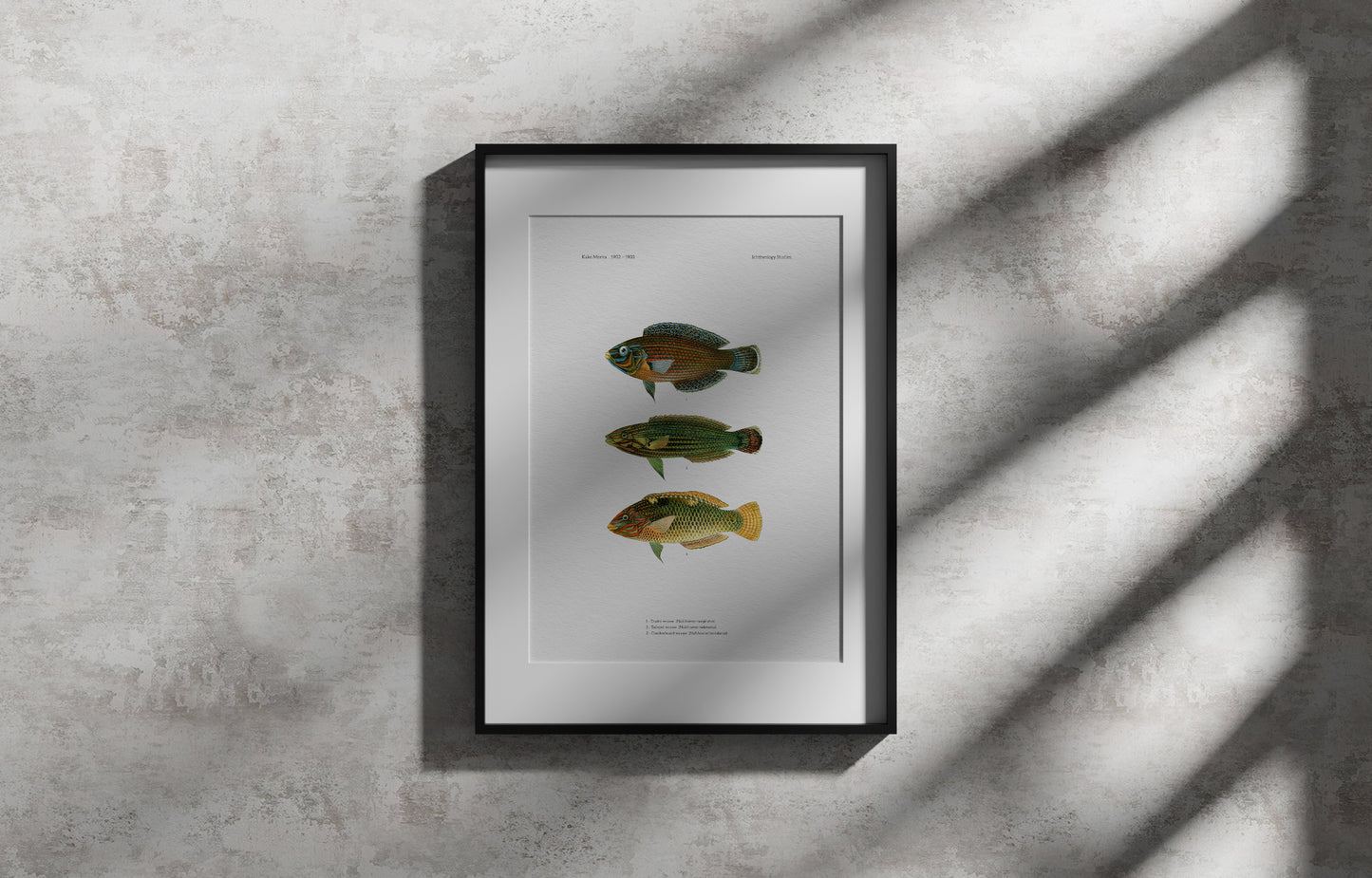 Dusky Wrasse, Tailspot Wrasse and Checkerboard Wrasse | 1902–1903