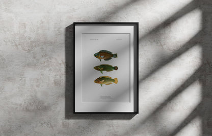 Dusky Wrasse, Tailspot Wrasse and Checkerboard Wrasse | 1902–1903