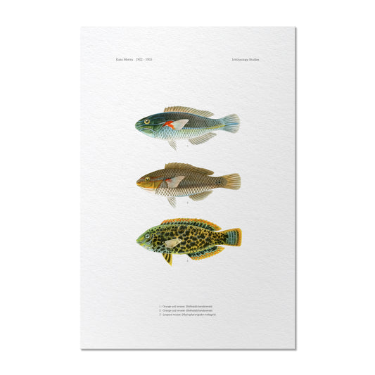 Orange-Axil Wrasse and Leopard Wrasse | 1902–1903