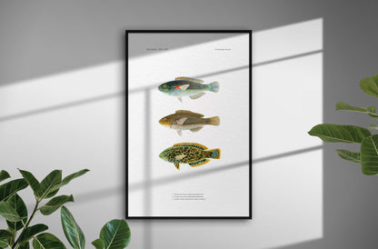 Orange-Axil Wrasse and Leopard Wrasse | 1902–1903