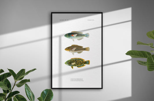 Orange-Axil Wrasse and Leopard Wrasse | 1902–1903