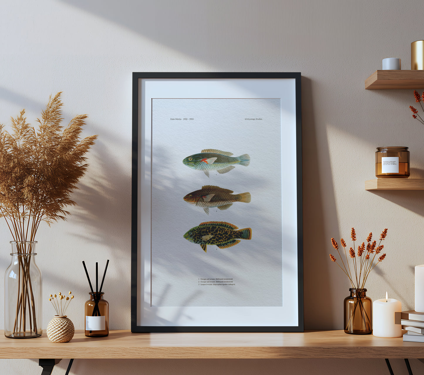 Orange-Axil Wrasse and Leopard Wrasse | 1902–1903