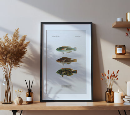 Orange-Axil Wrasse and Leopard Wrasse | 1902–1903