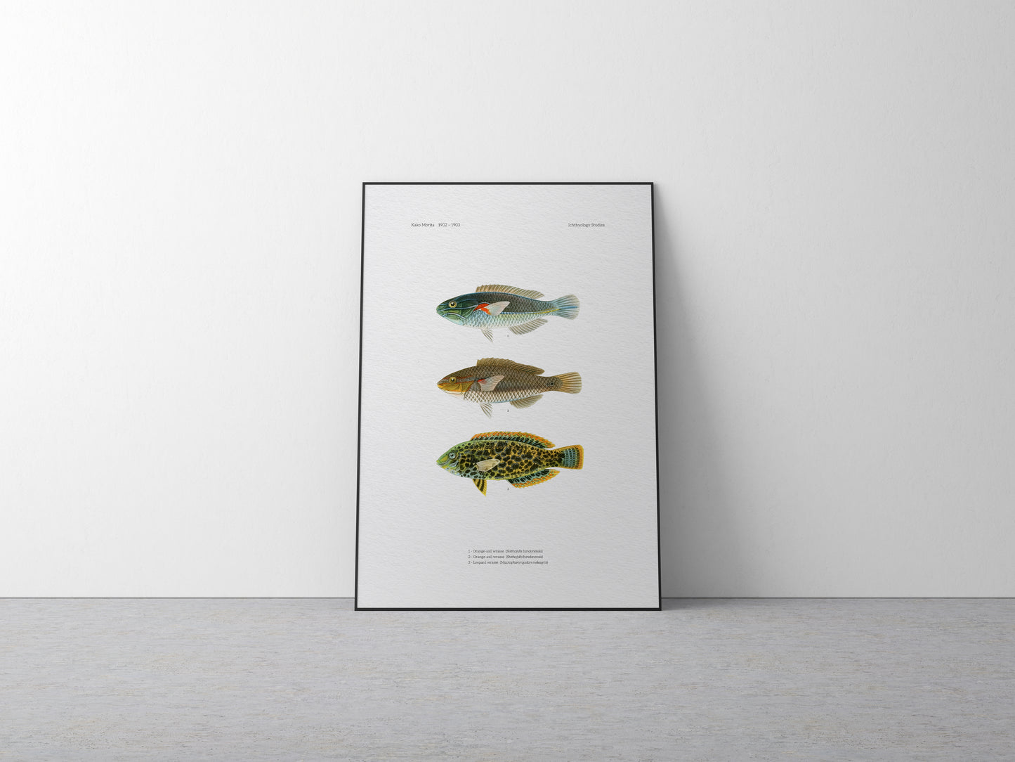 Orange-Axil Wrasse and Leopard Wrasse | 1902–1903