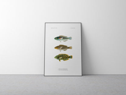 Orange-Axil Wrasse and Leopard Wrasse | 1902–1903