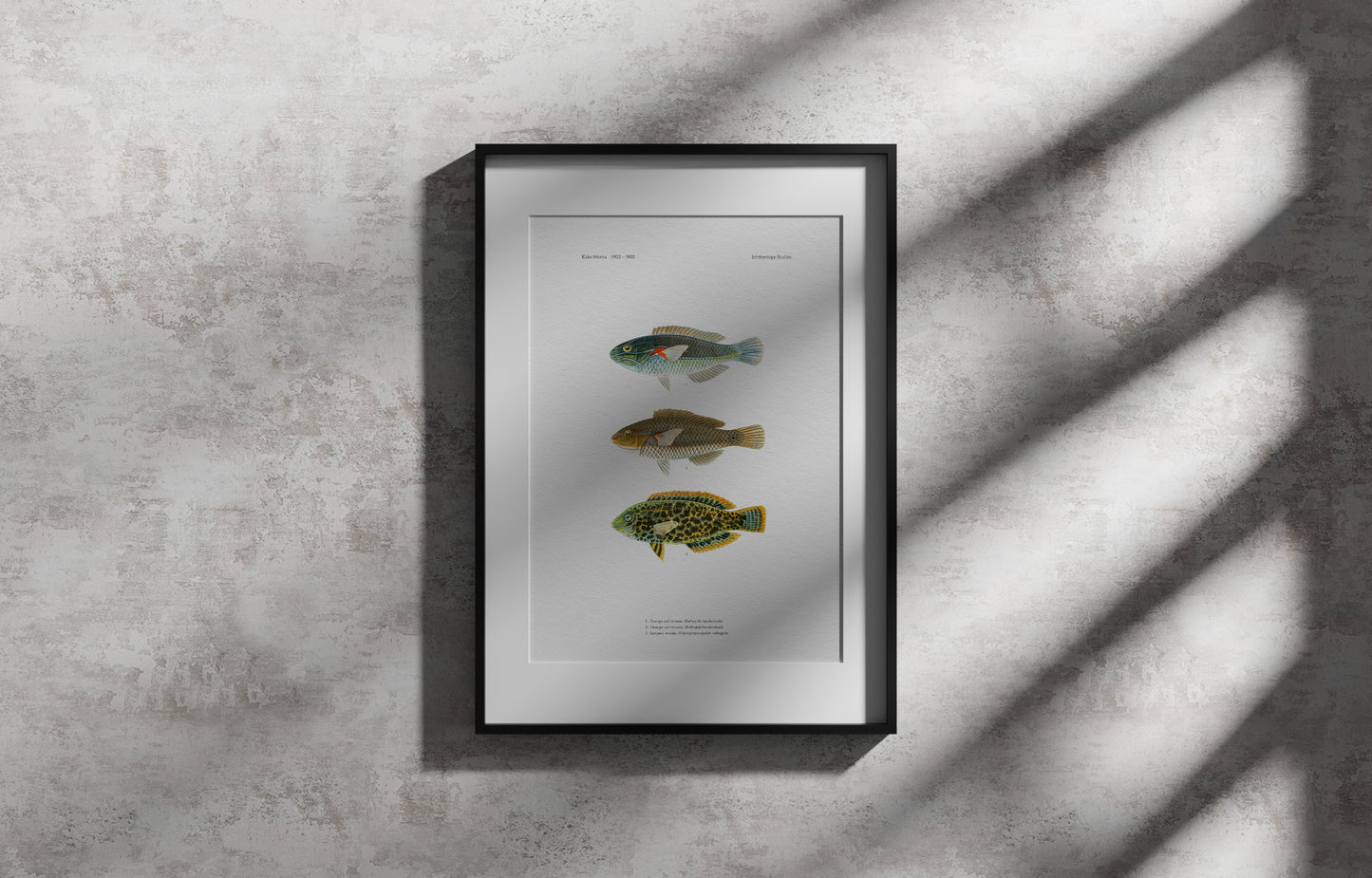 Orange-Axil Wrasse and Leopard Wrasse | 1902–1903