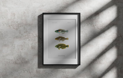 Orange-Axil Wrasse and Leopard Wrasse | 1902–1903