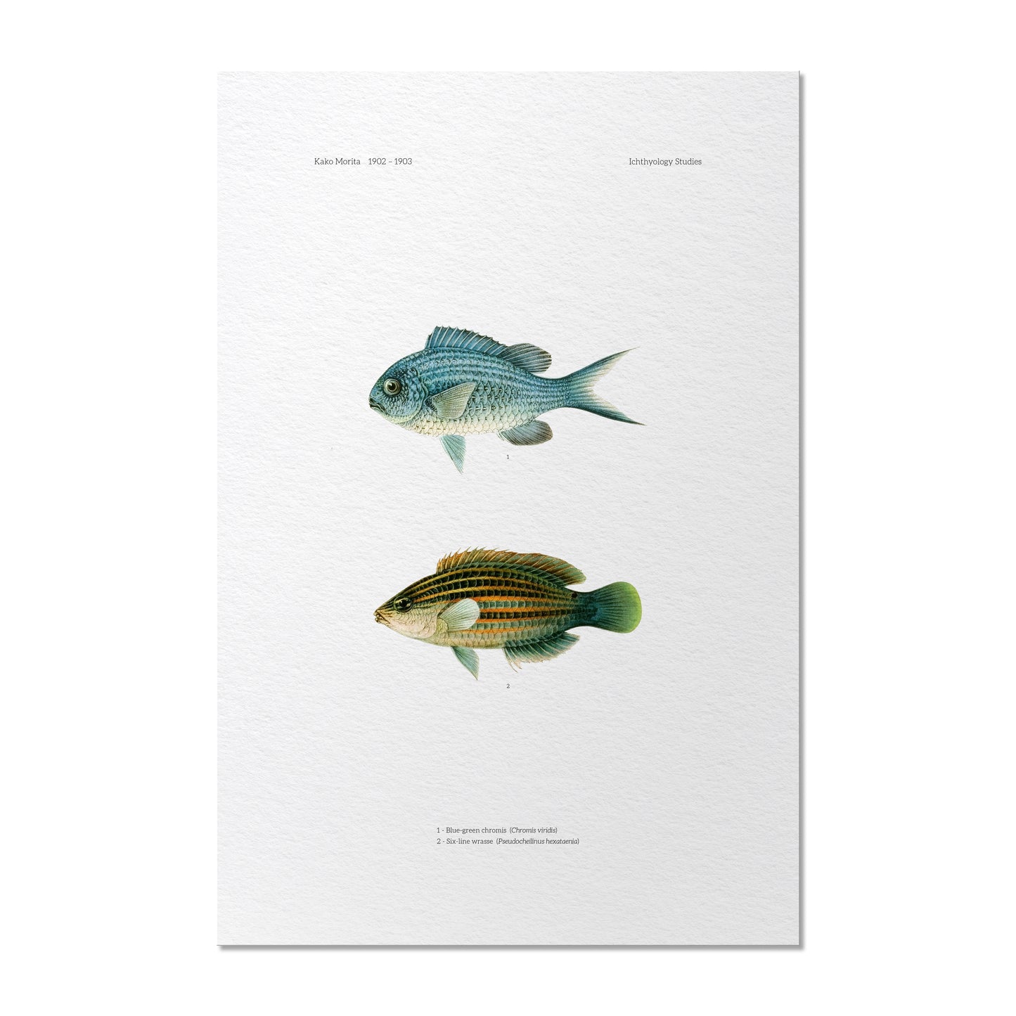 Blue-Green Chromis and Six-Line Wrasse | 1902–1903