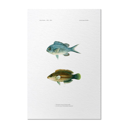 Blue-Green Chromis and Six-Line Wrasse | 1902–1903