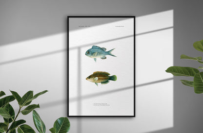 Blue-Green Chromis and Six-Line Wrasse | 1902–1903