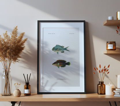 Blue-Green Chromis and Six-Line Wrasse | 1902–1903