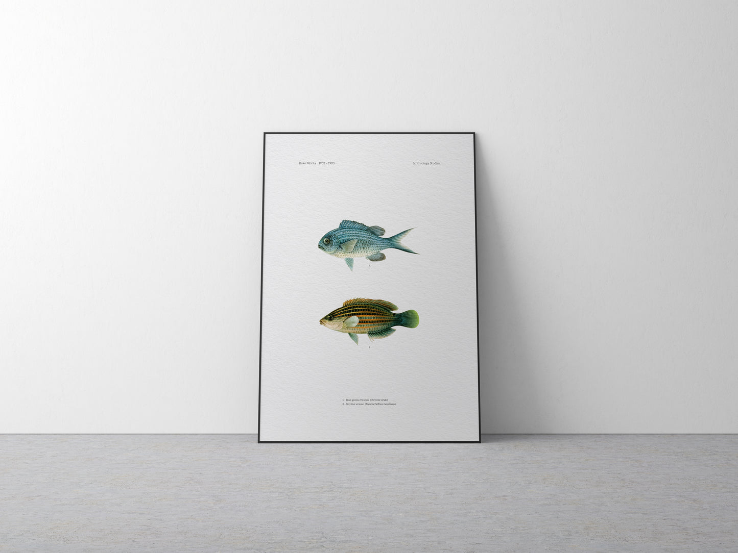 Blue-Green Chromis and Six-Line Wrasse | 1902–1903