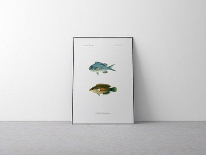 Blue-Green Chromis and Six-Line Wrasse | 1902–1903